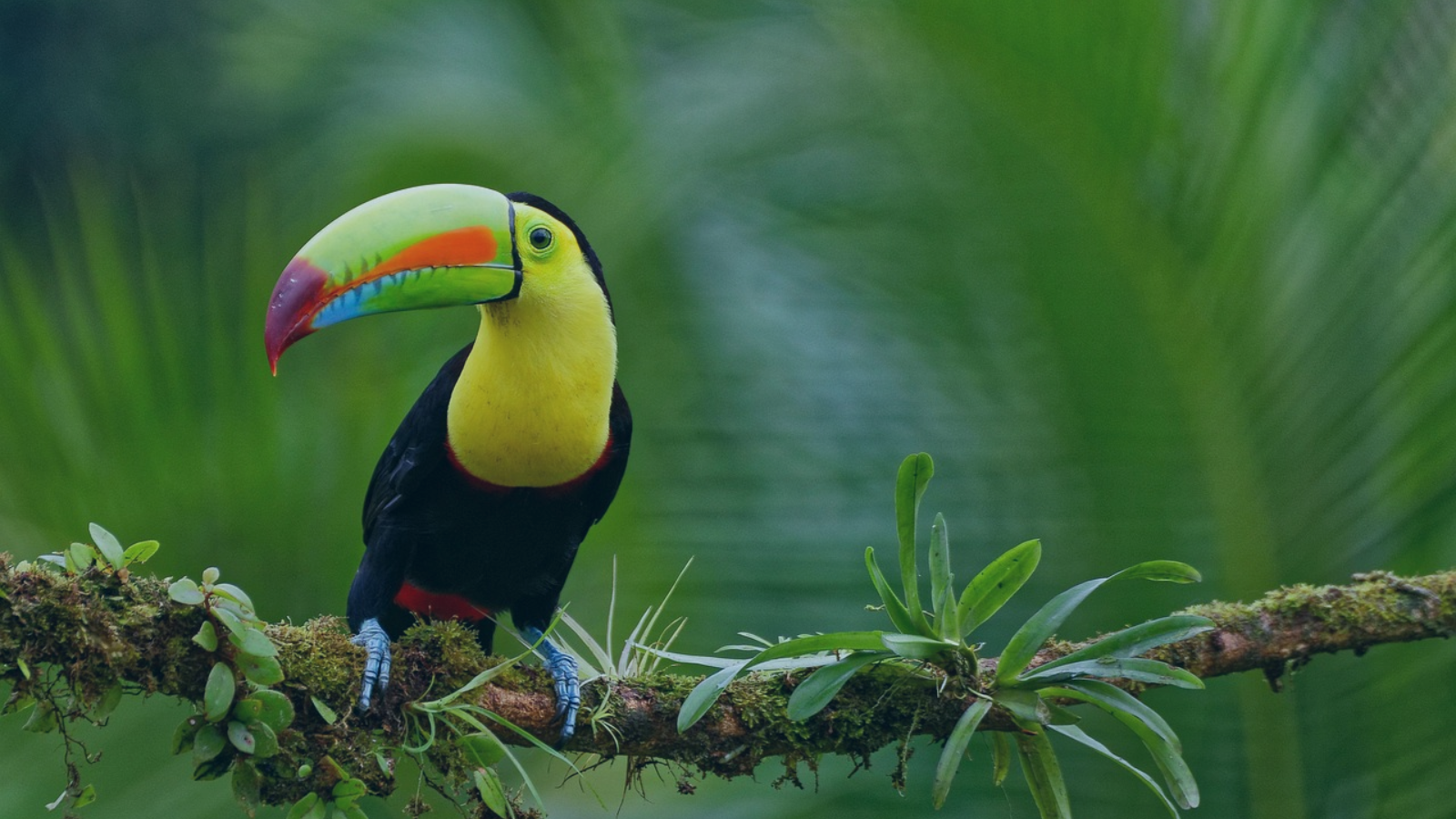 Space cat explorer in jungle